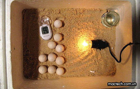 Kỹ thuật ấp trứng gà bằng thùng xốp dành cho người mới