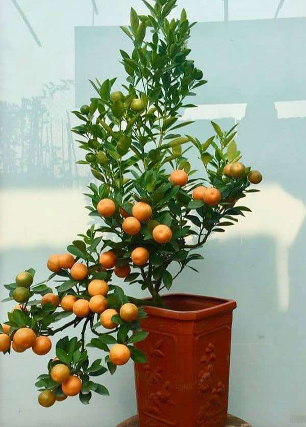 cây họ cam quýt